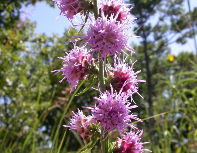 Inflorescence of a rough blazing star plant