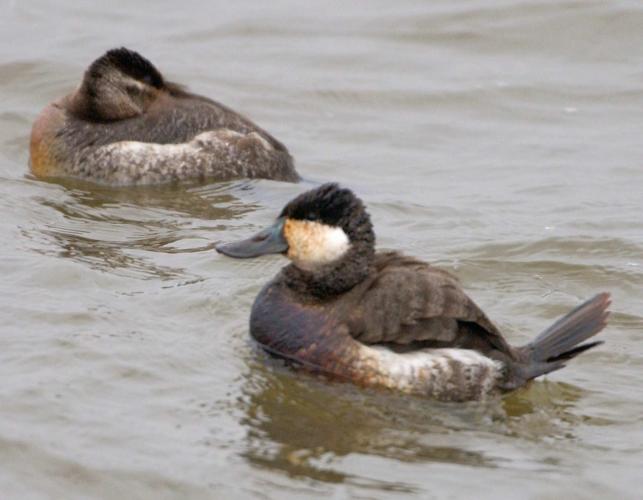 Photo of a female and male ruddy duck floating on water