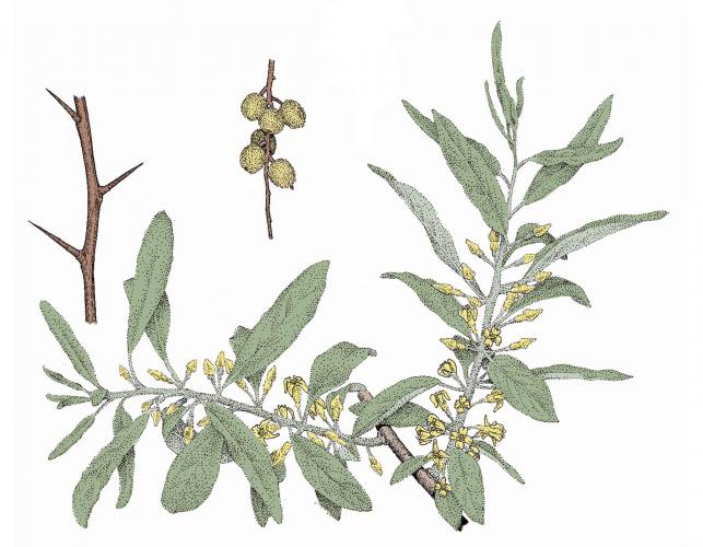 Illustration of Russian olive leaves, flowers, fruits, twigs, thorns.