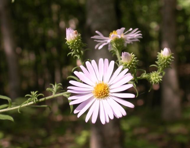 Blooming flower clusters of a native aster