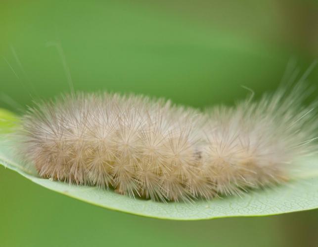 Salt marsh moth caterpillar on a leaf