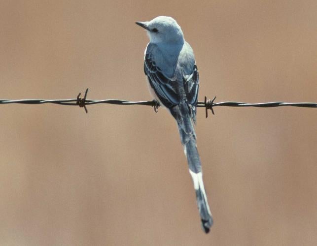 Photo of a scissor-tailed flycatcher on barbwire fence.