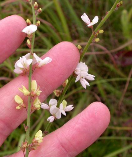 Flower stalks of sessile-leaved tick trefoil, held on fingers for scale