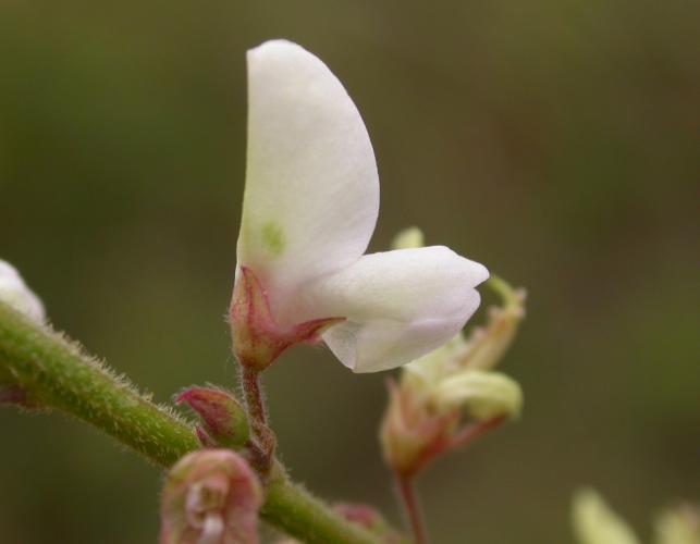 Sessile-leaved tick trefoil flower