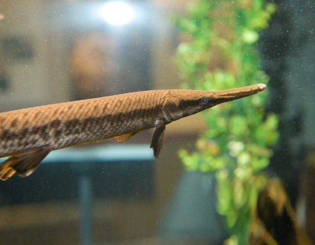 Shortnose gar, image of head and front portion of body, swimming in an aquarium