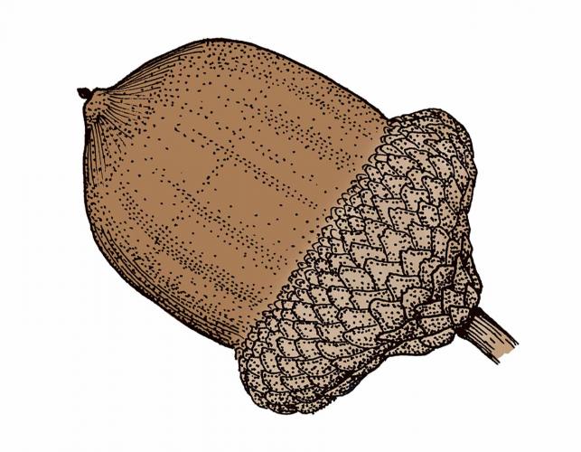Illustration of Shumard oak acorn.