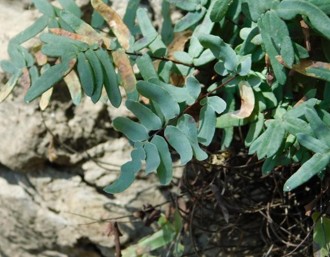 Photo of smooth cliff brake showing leaves and leaflets