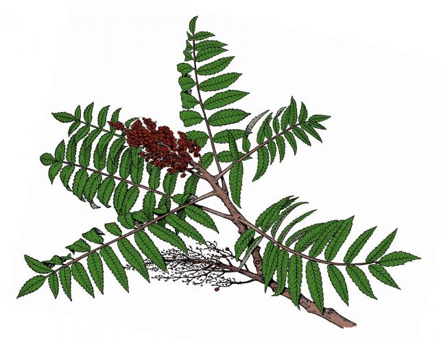 Illustration of smooth sumac leaves, flowers, fruits.