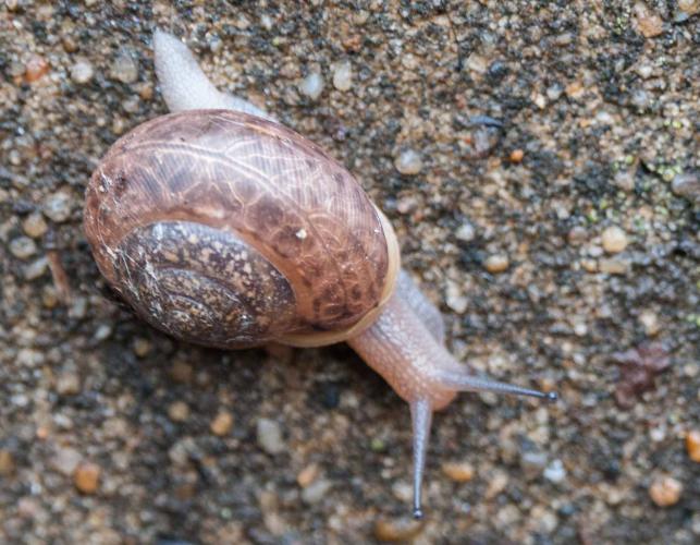 Land snail stretched out and crawling on a concrete surface