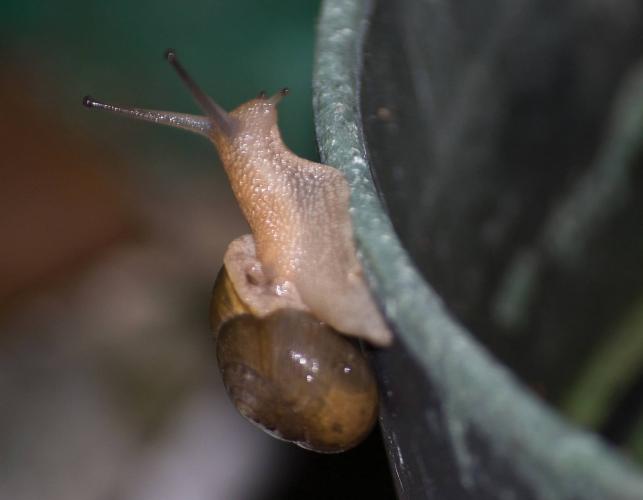 Land snail on the edge of a plant pot, reaching out with its head