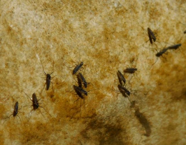 Several snow midges perching together on a rock