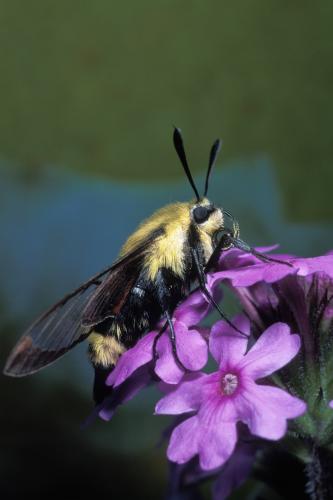 A snowberry clearwing moth resting on a flowerhead