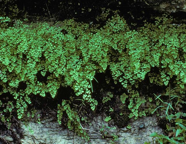Photo of lush cascades of southern maidenhair fern on the side of a bluff
