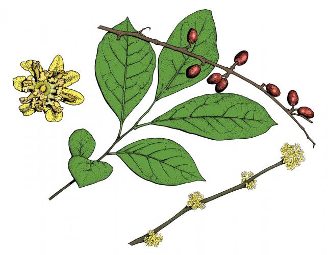 Illustration of spicebush leaves, flowers, fruit.