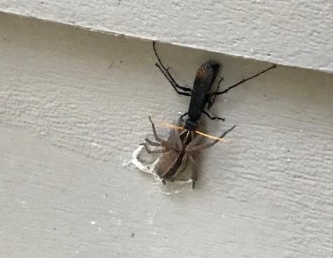 Long-legged wasp grasping a wolf spider while clinging to house siding