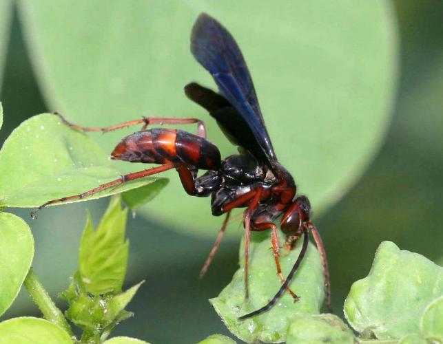 Black and rust-colored wasp on a plant