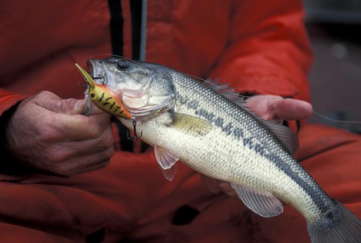 captured spotted bass held in a person's hands