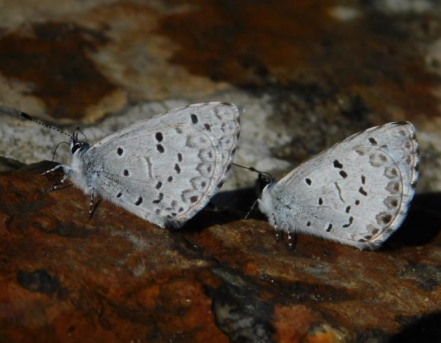 Two spring azure butterflies resting and drinking moisture from a wet rock