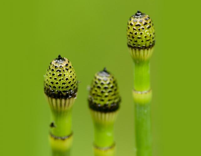 Photo of common scouring rush, three conelike strobili at stem tips