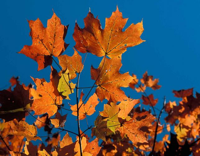 Orange sugar maple leaves backlit against blue sky