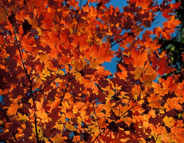 Bright red and orange sugar maple leaves backlit against blue sky