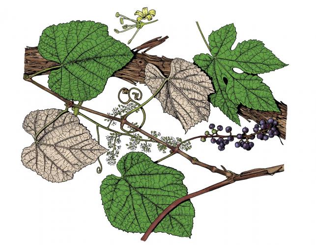 Illustration of summer grape leaves, flowers, fruit
