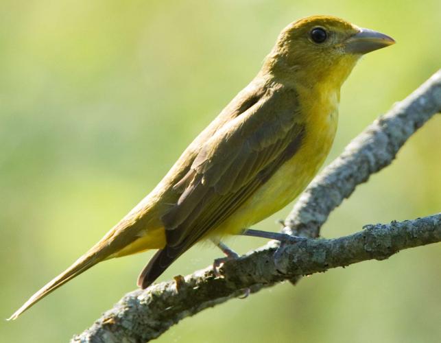Photo of a female summer tanager perched on a branch