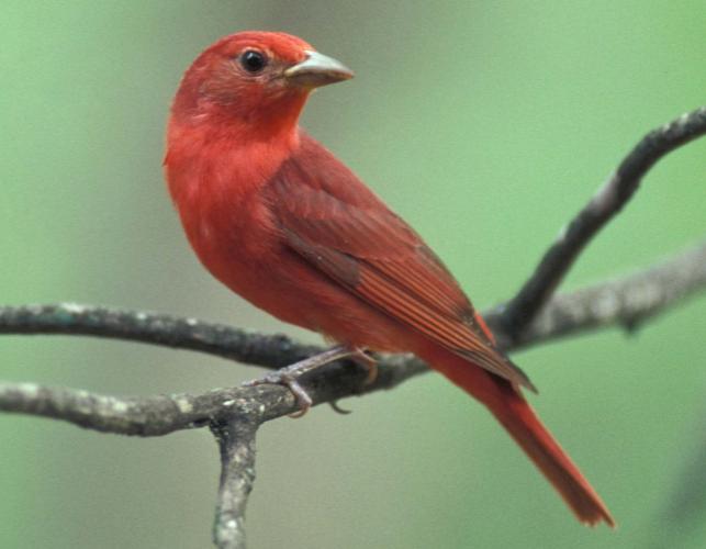 Photo of a male summer tanager perched on a small branch