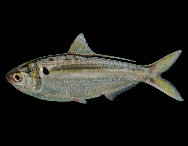 Threadfin shad side view photo with black background