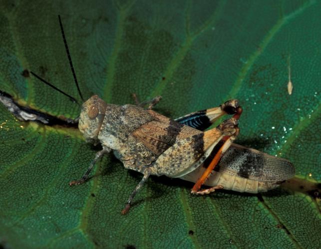 Three-banded grasshopper resting on a leaf