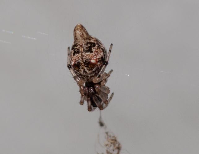Photo of a trashline orbweaver, closeup