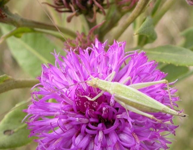 Female tree cricket on curlytop ironweed flowerhead