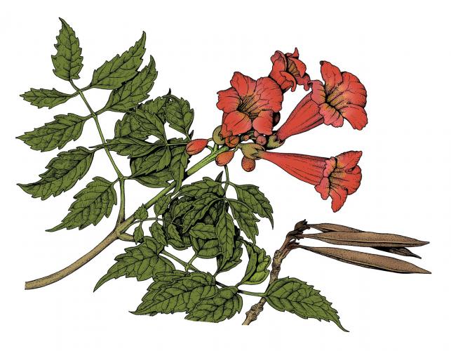 Illustration of trumpet creeper leaves, flowers, fruits.