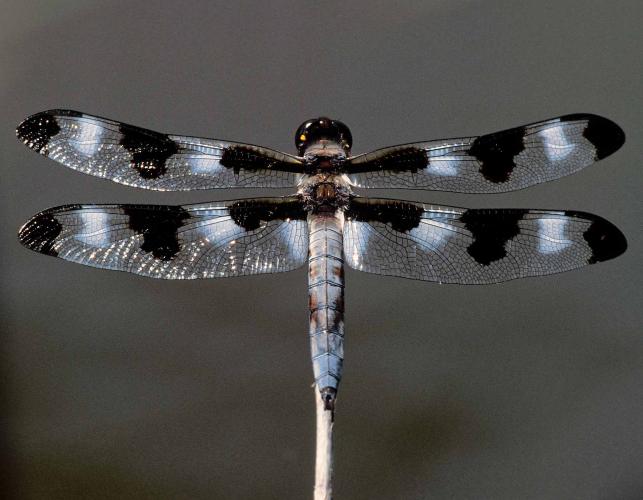 Male twelve-spotted skimmer perched on a plant stalk