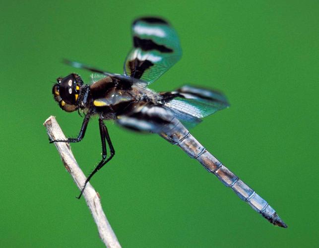 Twelve-spotted skimmer male perched on a small twig, viewed from side