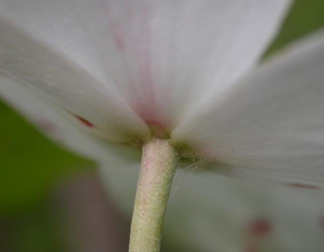 Underside view of a flowering dogwood inflorescence