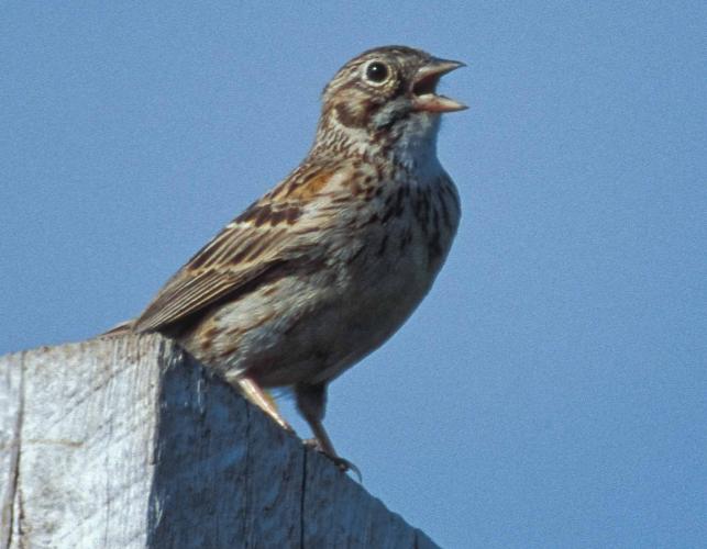 Photo of a vesper sparrow, singing