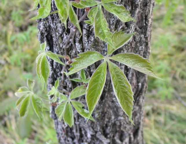 Photo of Virginia creeper, new growth, on a tree trunk.