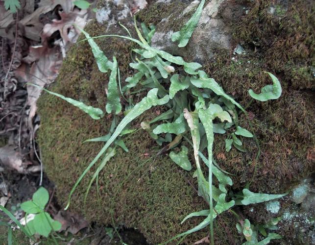 Photo of walking ferns growing on a mossy rock