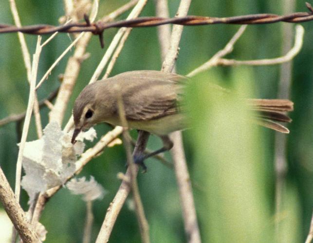 Photo of a warbling vireo pecking at paperlike material stuck among some dried plant stems