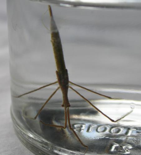 Photo of a water scorpion resting head-downward in a jar of pond water.
