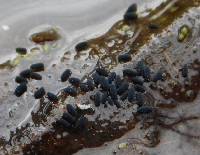 Water springtails gathered on a branch protruding from a pond surface