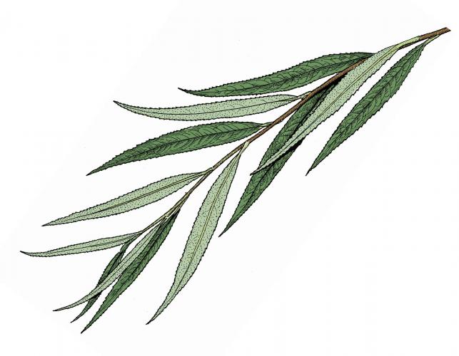 Illustration of weeping willow leaves and stem.