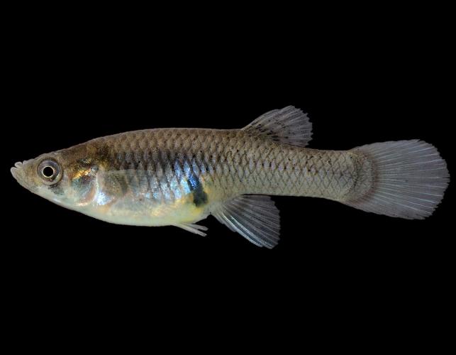 Western mosquitofish female, side view photo with black background