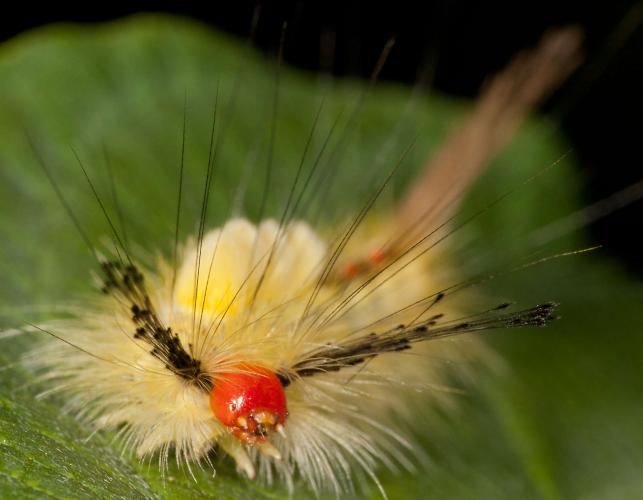 White-marked tussock moth caterpillar, closeup of face
