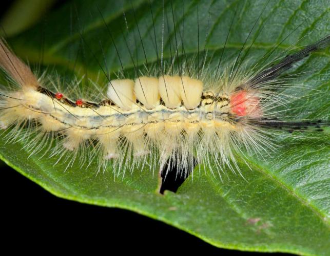 White-marked tussock moth caterpillar on a leaf