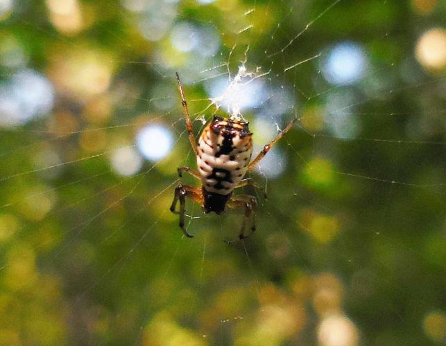 Photo of a white micrathena spider in her web