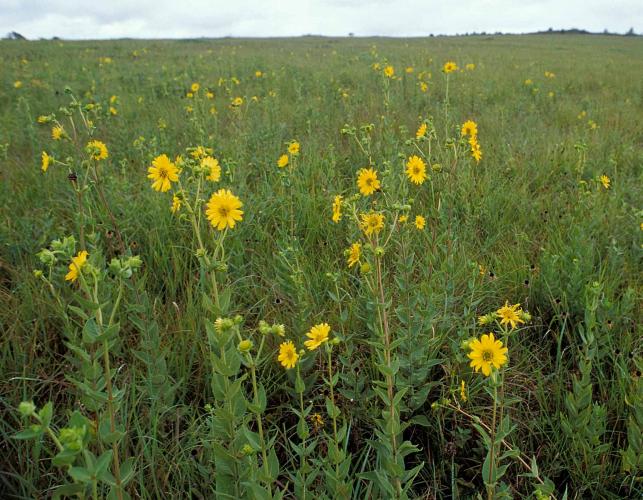 Photo of wholeleaf rosinweed colony growing on a prairie