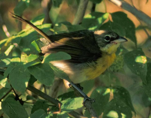 Photo of a yellow-breasted chat skulking in a shrub