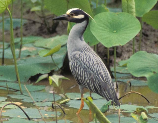 Photo of a yellow-crowned night-heron among lotus leaves.